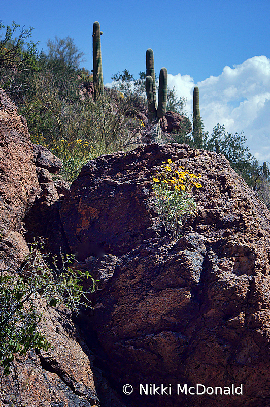 Of Saguaro and Rocks