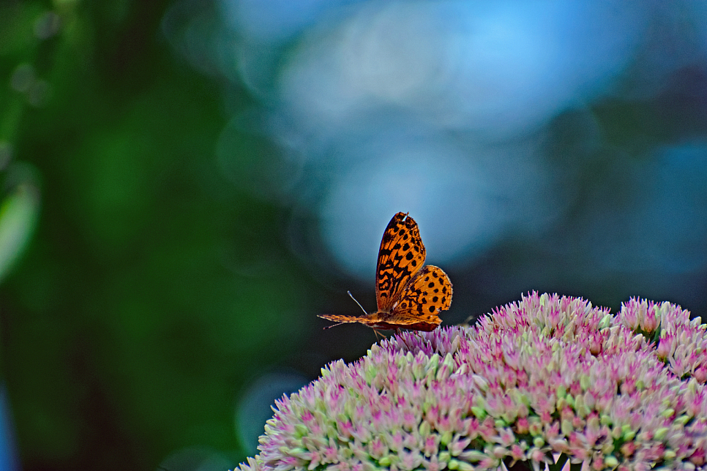An Aphrodite Fritillary Butterfly