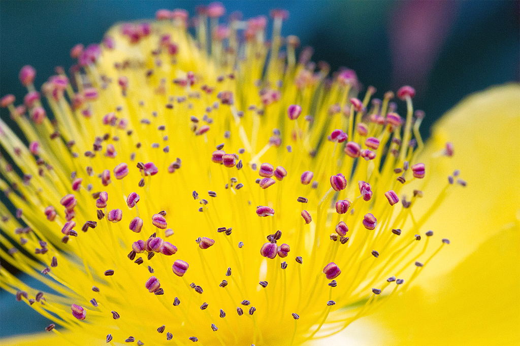 Abstract Rose of Sharon Hypericum