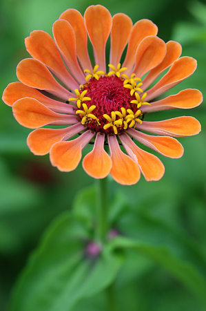 Orange Zinnia