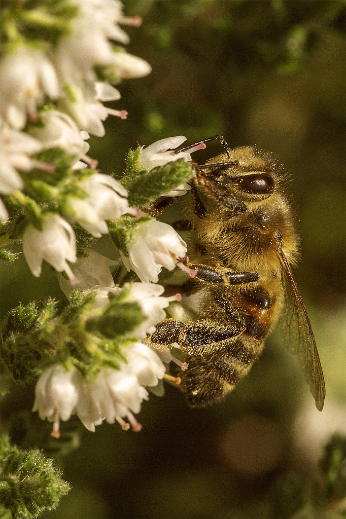 Covered in Pollen - ID: 15949428 © Susan Gallagher