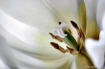 Beauty Within 
