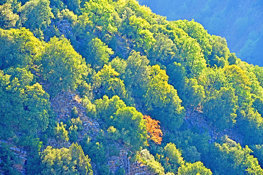 Morning light on tree peaks.