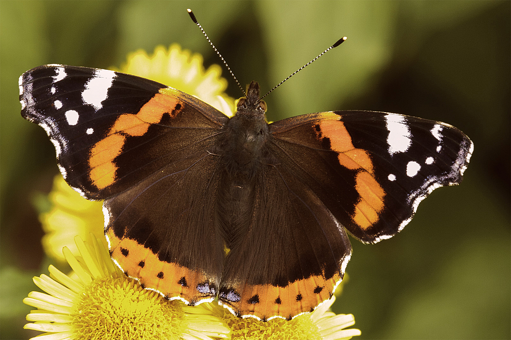 Red Admiral Butterfly - ID: 15949559 © Susan Gallagher