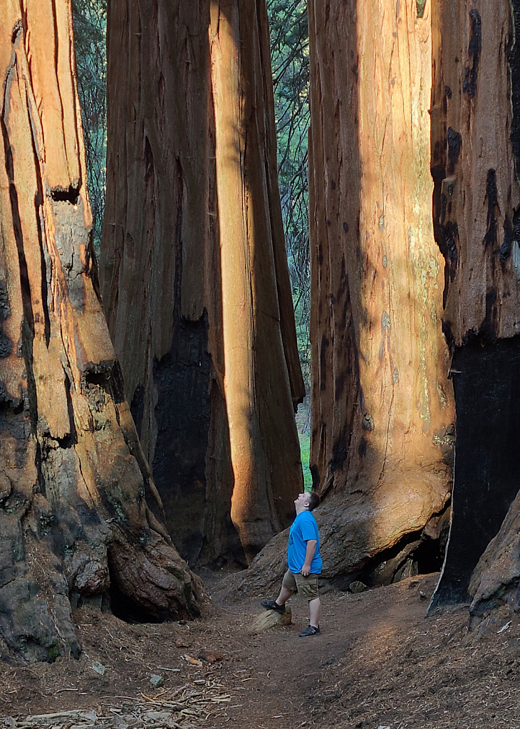 Among the Sequoias