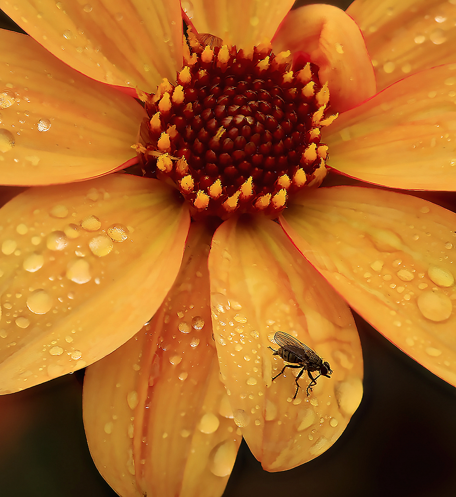 Yellow Dahlia and Fly