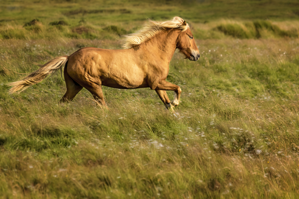 Run Free  8442