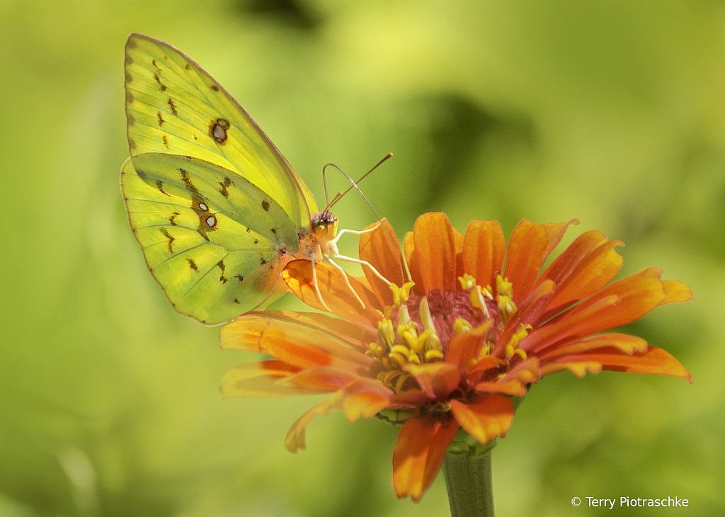 Glowing Green