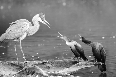 Angry Cormorants in B&W