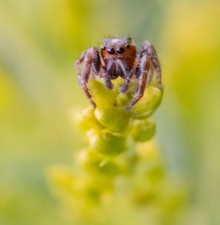 Jumping Spider on the Ragweed