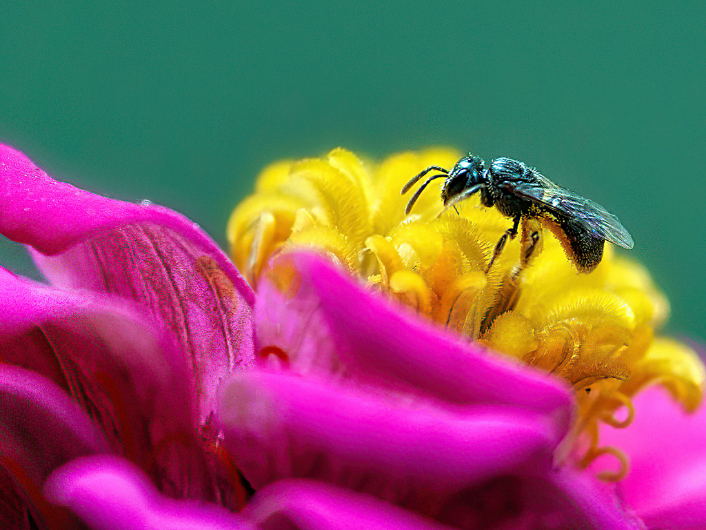 Little Bee - ID: 15950000 © Janet Criswell