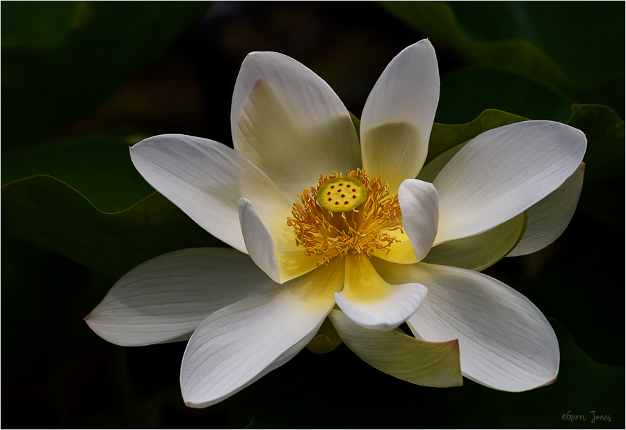 Lotus in Afternoon Light