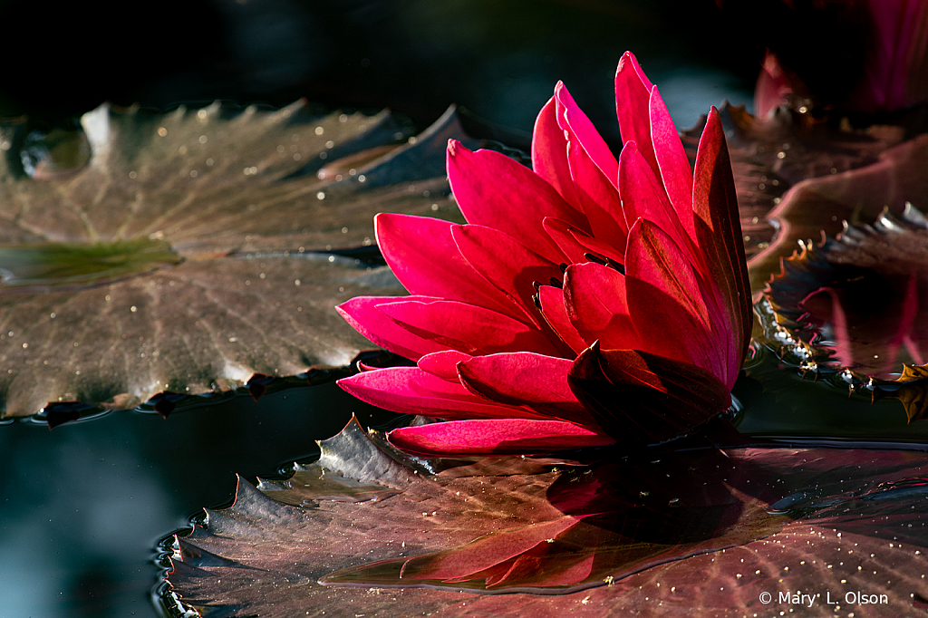 Nymphaea Red Flare