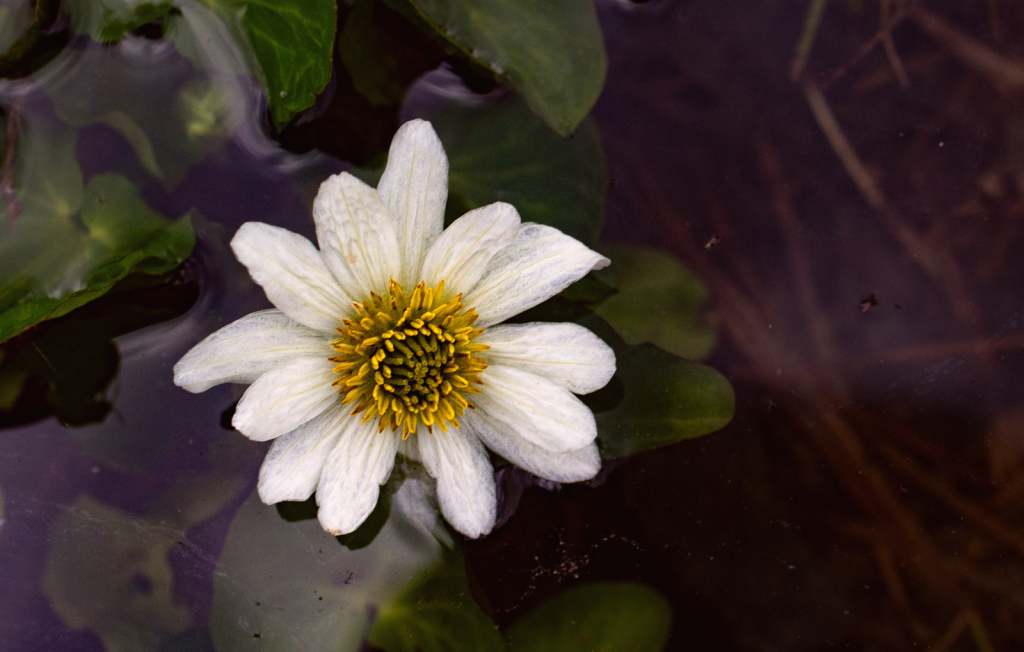 Waterlily