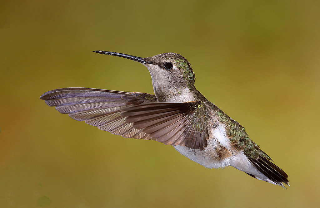 Rufous Hummingbird