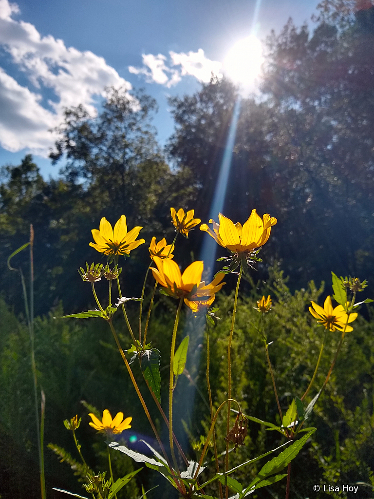 Rays of Gold 