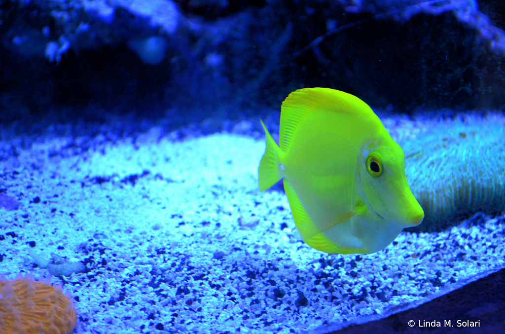 Lemon Yellow Fish