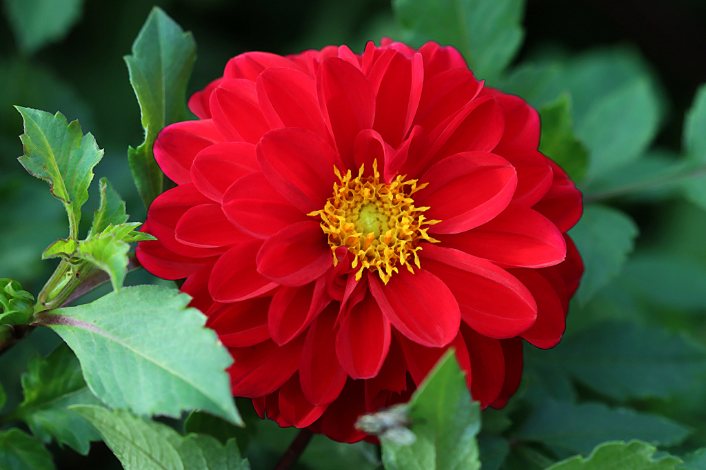 Red Dahlia