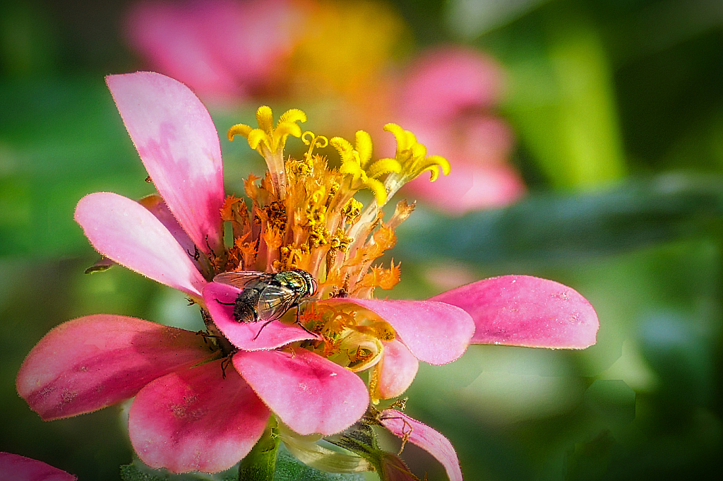 The Fly - ID: 15950250 © Janet Criswell