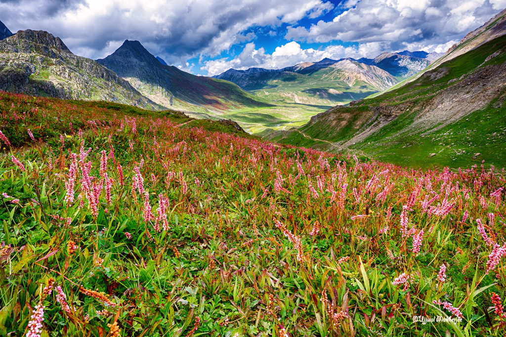 Valley of Flowers 