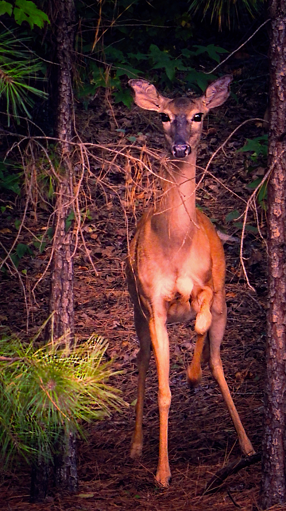 Alarmed! - ID: 15950349 © Janet Criswell