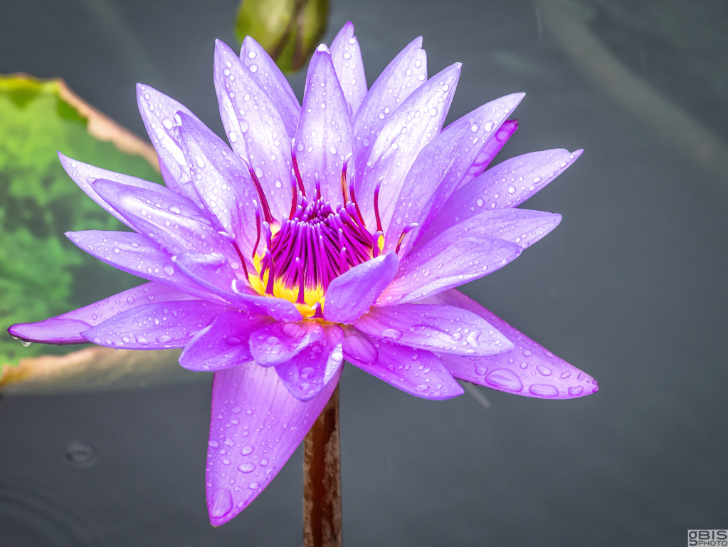 Rain drops on the water lily