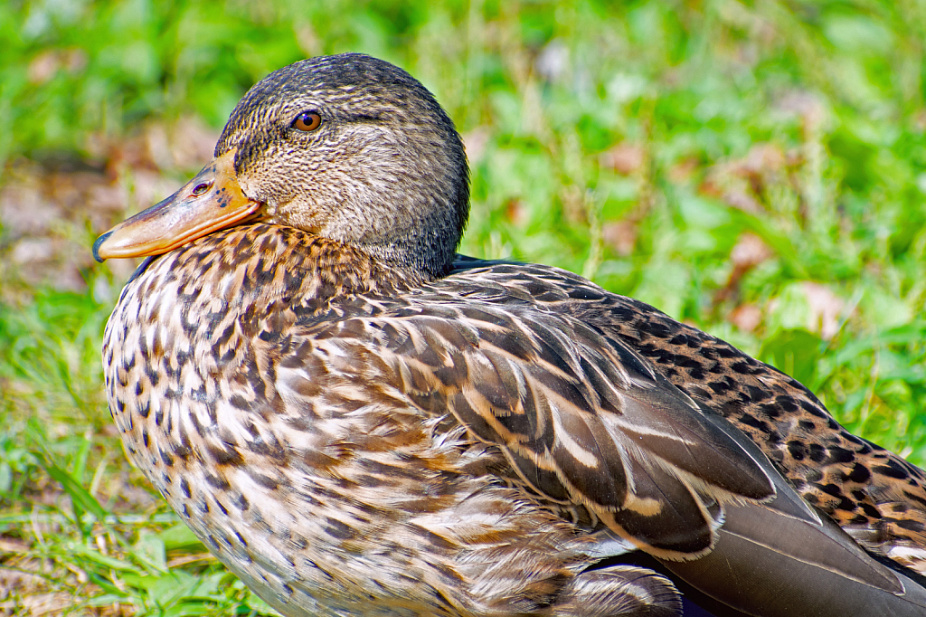 Duck Hen Portrait