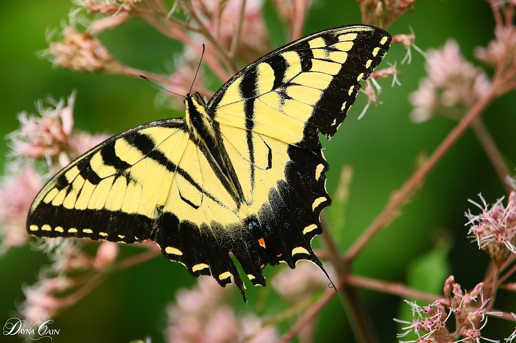 Butterfly Wings