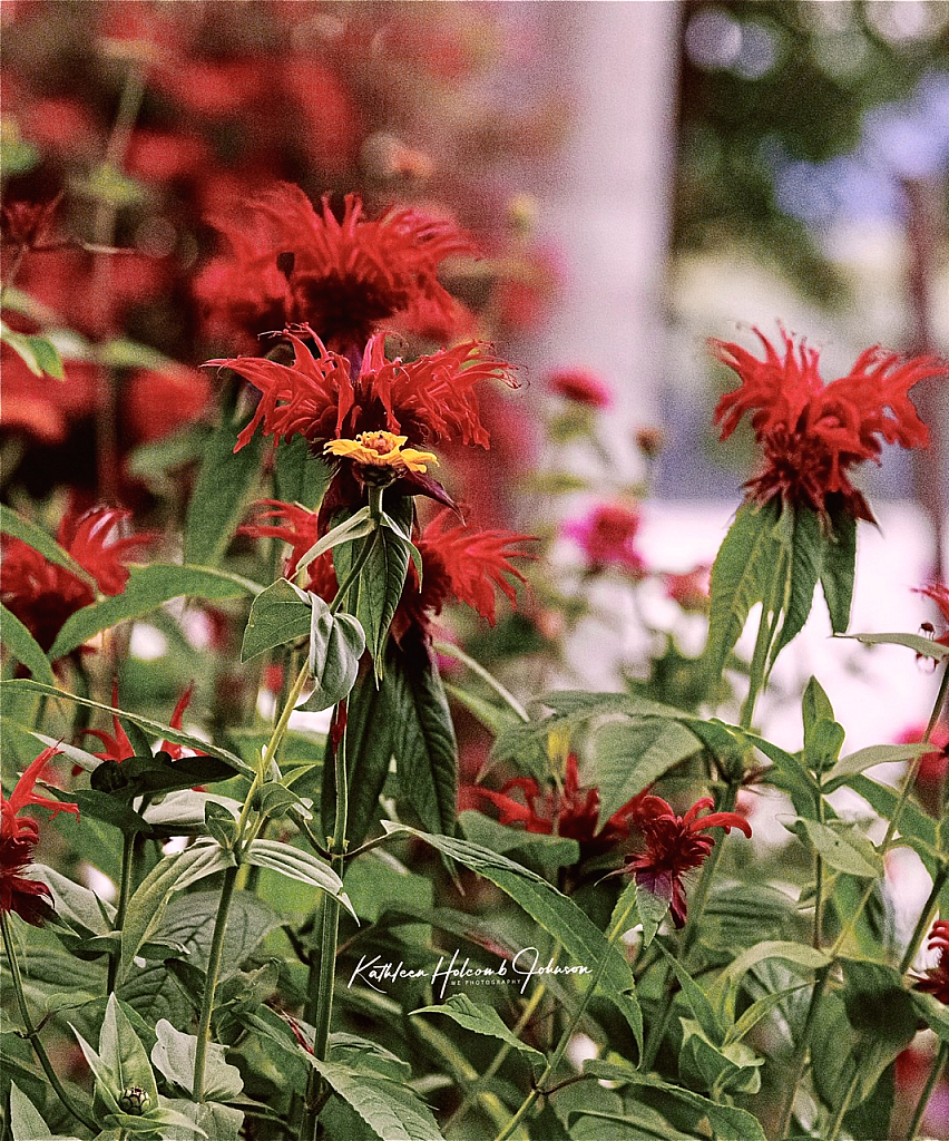 Gotta Love Bee Balm! - ID: 15950475 © Kathleen Holcomb Johnson