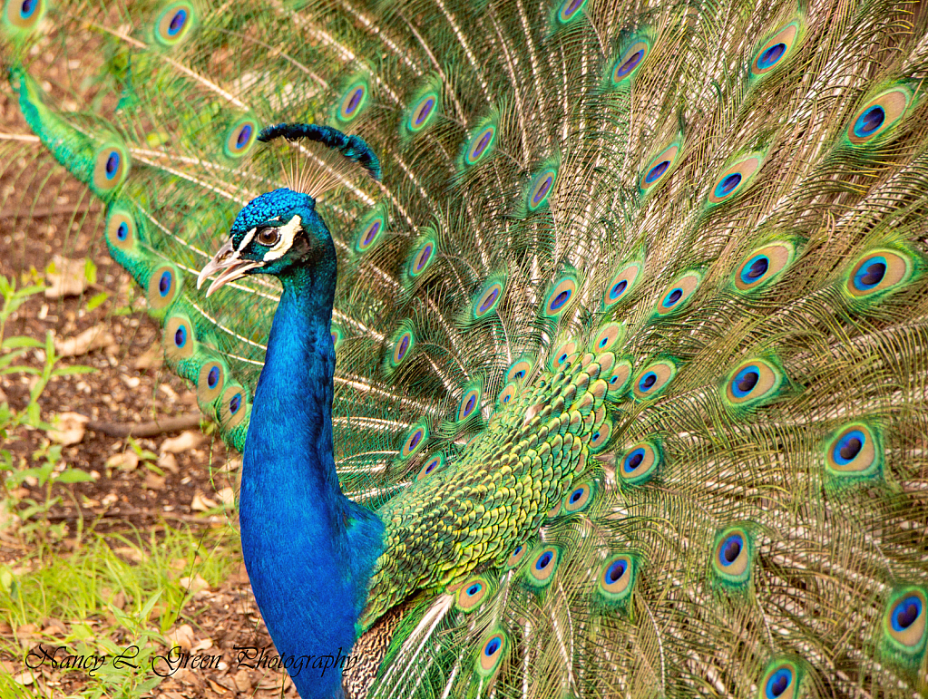 Peacock Pride