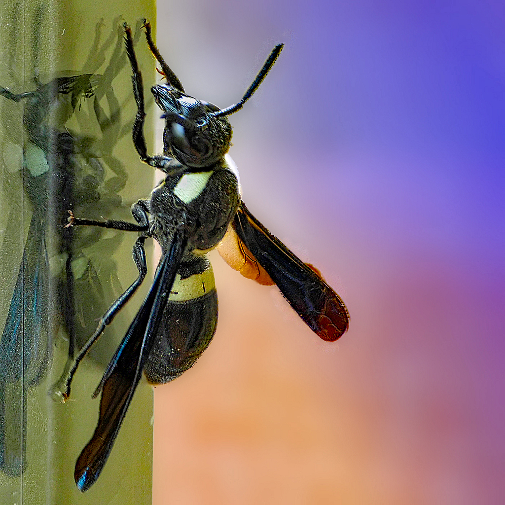 Black & White Wasp - ID: 15950438 © Janet Criswell