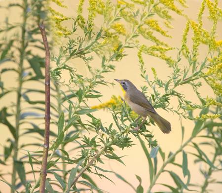 Yellowthroat in the Milkweed and Goldenrod
