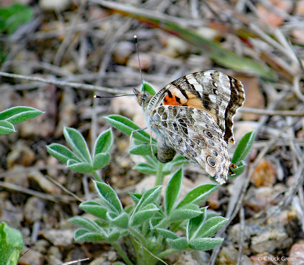 Wings Folded