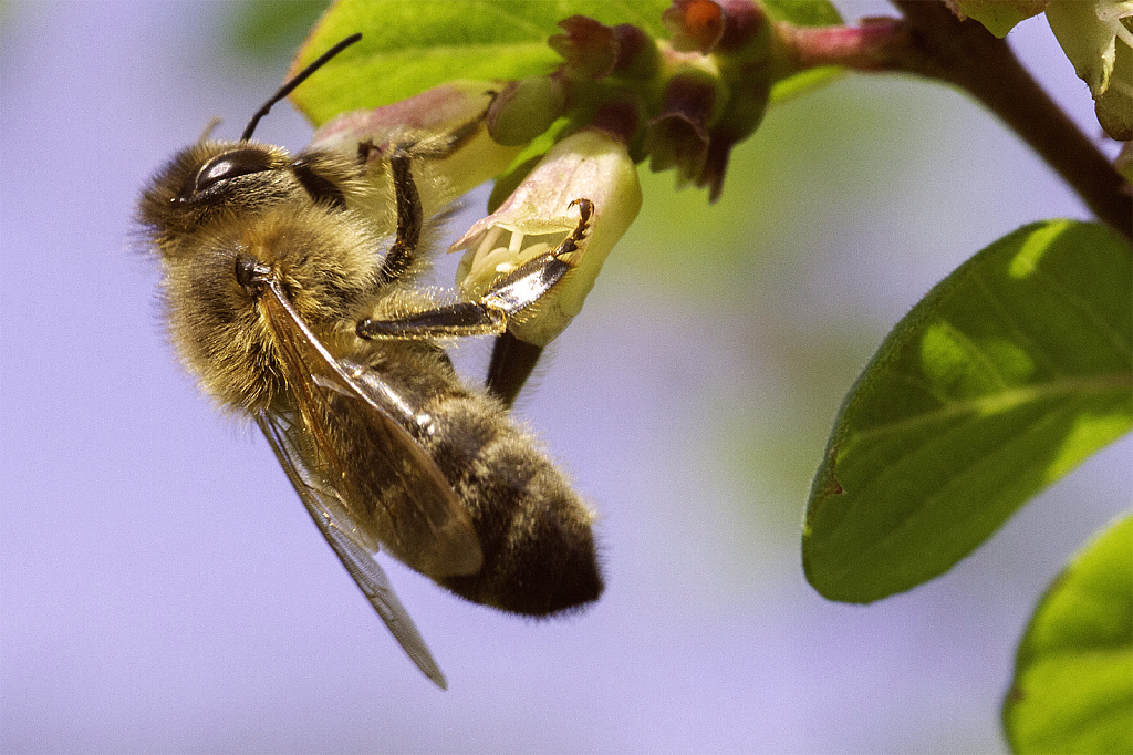 Wasp on Blossom