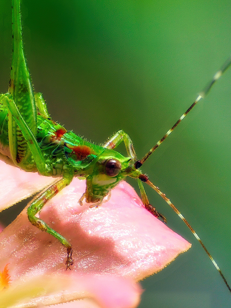 Thirsty - ID: 15950525 © Janet Criswell