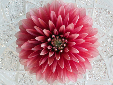 Dahlia on Glass