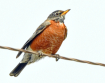 Like a bird on th...