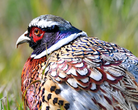 A Colorful Bird