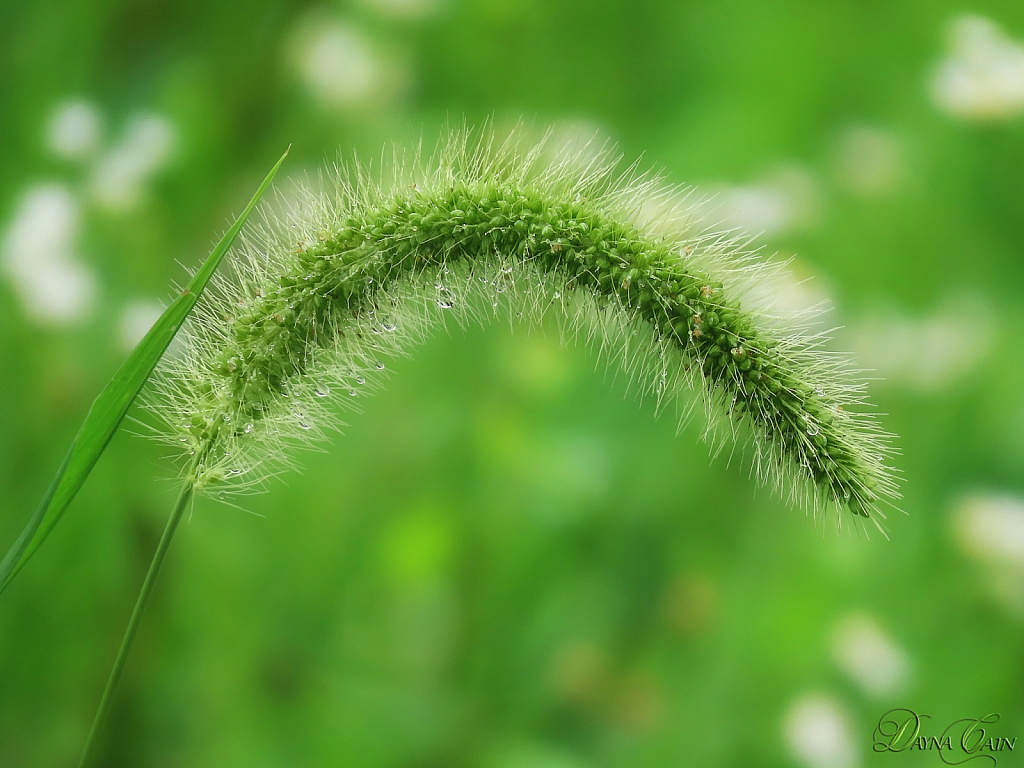 Weedy Details