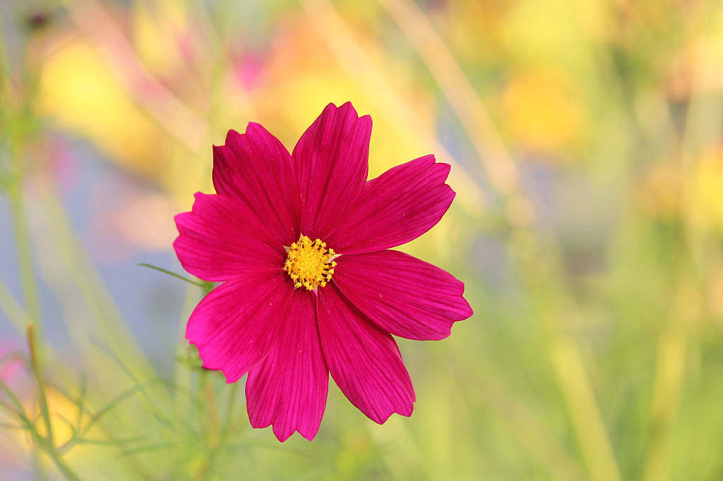 Rosy Wildflower