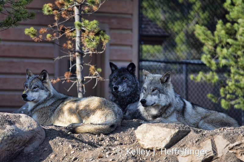 Movie: Dances with Wolves - ID: 15950680 © Kelley J. Heffelfinger