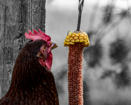 Pickin' Corn