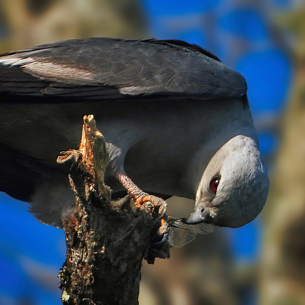 Having a Snack - ID: 15950689 © Janet Criswell