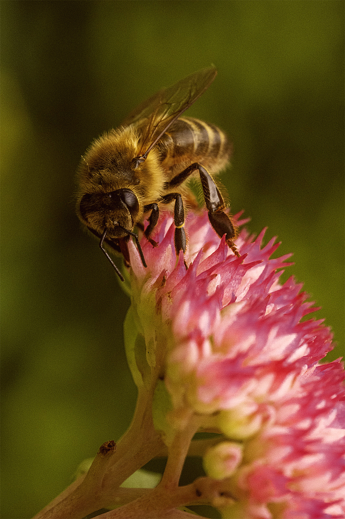 Bee on the Sedum - ID: 15950695 © Susan Gallagher