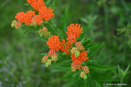 The beauty of Orange