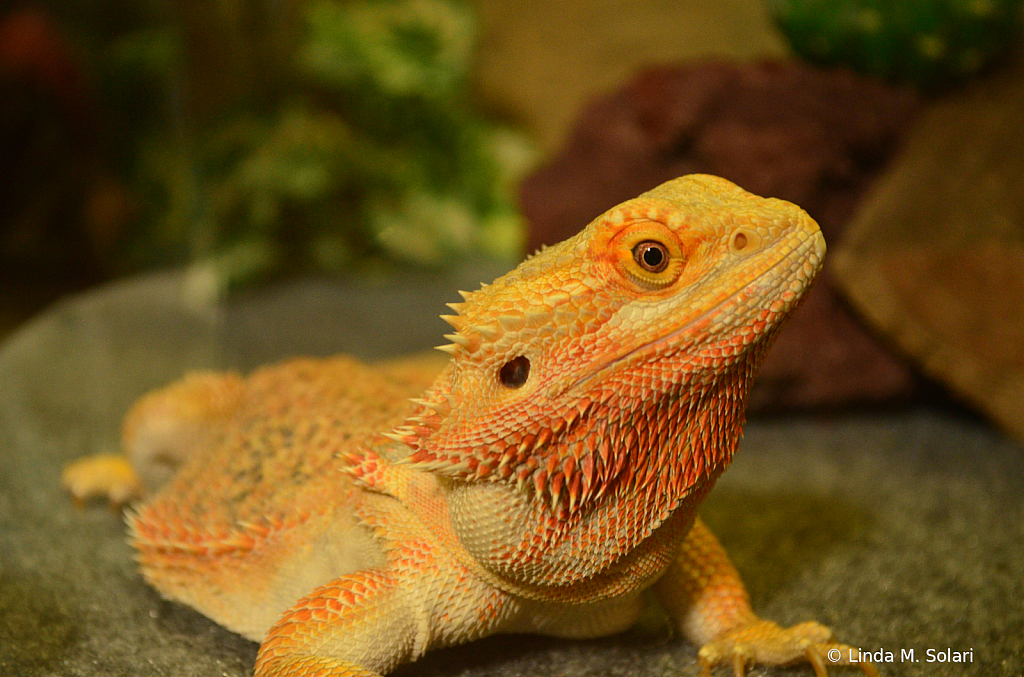 Bearded Dragon