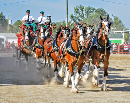 A Budweiser's Eight Horse Hitch 