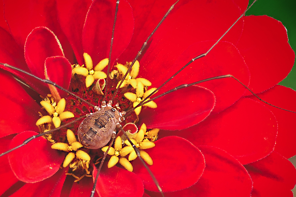 Fancy Bed - ID: 15950776 © Janet Criswell