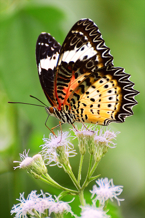 Colourful Butterfly