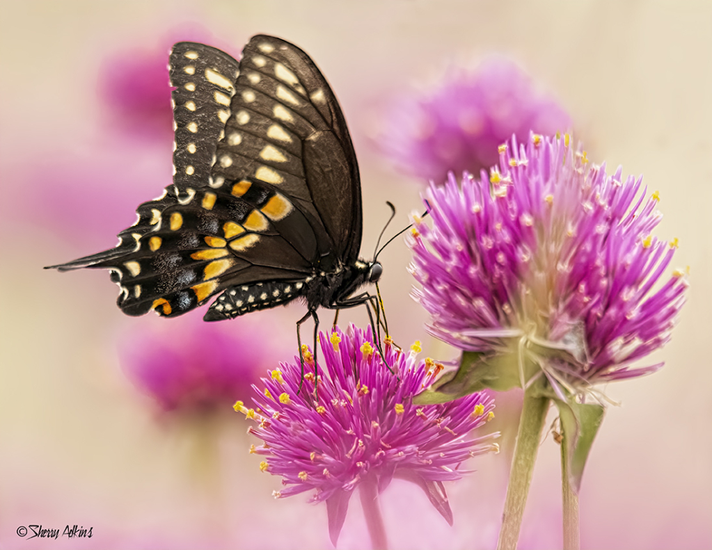 Black Swallowtail - ID: 15950882 © Sherry Karr Adkins